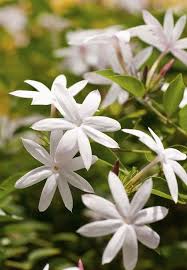 Jasmin Fleur De Jasmin Beau Jardin De Fleurs Bouture Hortensia