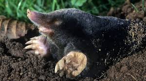 53 320 просмотров 53 тыс. Wie Kann Der Maulwurf Im Garten Nutzen Swr Wissen