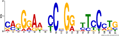 Looking for the definition of attp? Global Mapping Of Binding Sites For Phic31 Integrase In Transgenic Maden Darby Bovine Kidney Cells Using Chip Seq Hereditas Full Text