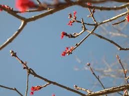 Are you searching for winter flowers png images or vector? Photosynthesis In Winter Forest Society