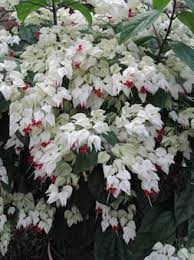 June 2008 Always Growing Flowering Vines Beautiful Flowers Plants