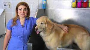 Once you've massaged a specially formulated puppy shampoo into your puppy's coat, be sure to rinse your puppy thoroughly. Run Out Of Dog S Shampoo Can You Use Baby Shampoo On Dogs