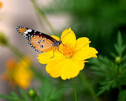 Download in under 30 seconds. Beautiful Pretty Flower In The Road Side Steemit