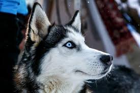 23 Common Rare Dogs With Blue Eyes Blue Eyed Breeds Adorable puppies eating strawberries and blue berries together from bowls during picnic at sunny day. 23 common rare dogs with blue eyes