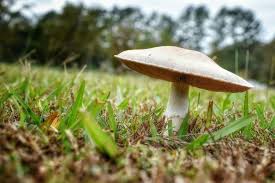 How To Get Rid Of Mushrooms From Your Outdoor Space Stuffed Mushrooms Mushrooms In Lawn Hanging Plants Outdoor