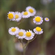 Image result for Emilia debilis