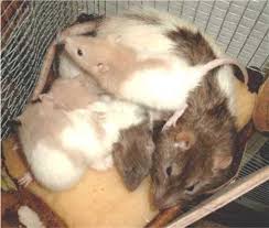 Check spelling or type a new query. How To Care For Pregnant Rats And Baby Rats Pethelpful