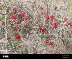 Image result for Schotia capitata