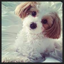 Mari may kennels is located in northeast michigan, about 3 hours north of detroit. Past Puppies Maltipoo Puppy Red Toy Poodle Black Toy Poodle