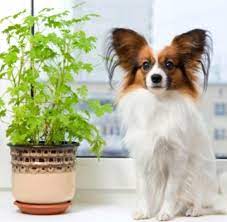 Symptoms caused by colchicine include: Poisonous Plants For Dogs Protect Your Pooch