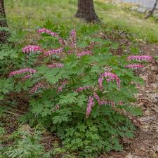 Image result for Dicentra spectabilis alba