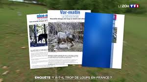 Derniere attaque de loup en france. Journal Mardi 28 Mai 2019 Page 7 Sur 12