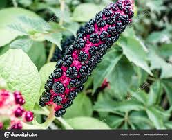 Image result for Phytolaccaceae