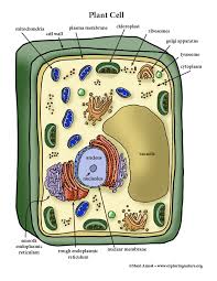 Check spelling or type a new query. Plant Cell Color Diagram