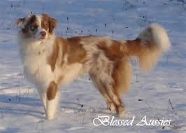 Some have white markings and tan points. Blessed Aussies Toy Mini Aussie Liebhaberzucht Unsere Jungs Toy Aussie Ruden Blue Merle Und Blue Eyed Black Tri
