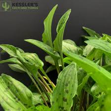 Image result for Drimiopsis