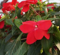 New guinea impatiens are a type of impatiens, a popular garden annual. New Guinea Impatiens Hanging Basket Calloway S Nursery