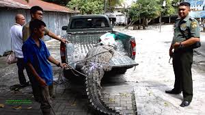 Buaya mewakili perubahan dan langkah spritual yang akan kamu ambil di masa depan. Man Surrenders Pet Crocodile He Raised For 13 Years