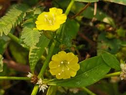 Image result for Merremia