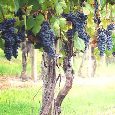 Image result for Vitis vinifera