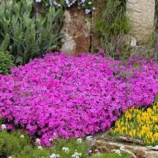 Alpine pink 'zwergenteppich', phlox subulata 'zwergenteppich' genus. Stauden Stade Versand Shop Phlox Subulata Drummond Pink Polster Phlox Teppich Phlox Hier Bestellen