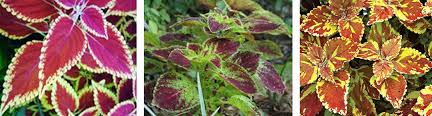 Image result for Coleus shirensis
