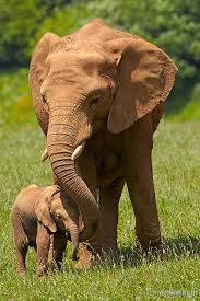 Happy Together By Patrick Bakkum Via 500px Baby Elephant Elephant African Elephant