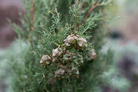 Image result for Cupressus sempervirens