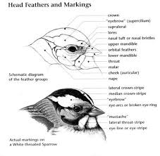 Black Bird With White Stripes On Head Bird Identification Terminology Whatbird Com Bird Drawings Bird Identification Pet Birds