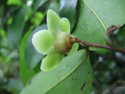 Image result for Uvaria acuminata