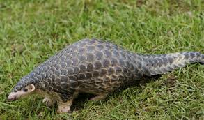 The list of extinct animals in africa features the animals that have become extinct on the african continent and its islands, like madagascar, mauritius, rodrigues, réunion, seychelles, saint helena, cape verde, etc. What Does The New Trade Ban Mean For Pangolin Conservation Iucn