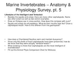 Ppt Marine Invertebrates Anatomy Physiology Survey Pt
