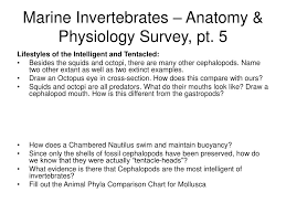 ppt marine invertebrates anatomy physiology survey pt