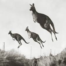 National Geographic On Instagram The Year 1926 Kangaroos Propel Themselves With Powerful Hind Legs In Australia Animals Beautiful Australian Animals Animals