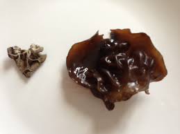Fil de science #24 : Champignons Noirs Deshydrates