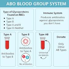 Image result for Blood Type