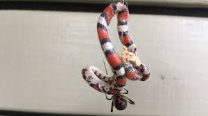 How to use snake in a sentence. Spiders Can Take Down And Feast On Surprisingly Big Snakes Science News For Students