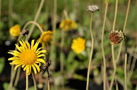 Image result for Haplocarpha