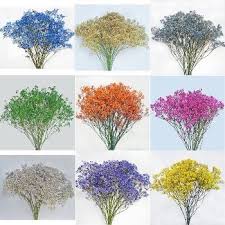 Baby's breath (gypsophila) may seem like a cliche bouquet filler, but a mature drift of it looks great in a garden. Assorted Tinted Million Star Baby S Breath Babys Breath Baby S Breath Wedding Flowers Babys Breath Flowers