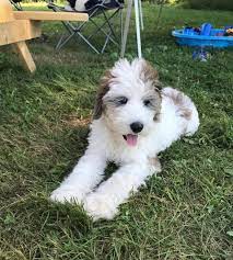 When you choose a mini sheepadoodle for sale, you get a dog that weighs somewhere between 25 and 40 pounds. Penny Mini Sheepadoodle Puppies Ready 6 16 Goldendoodle Breeder Ny Goldendoodle Puppies Ny Mini Sheepadoodle Puppies Doodles By River Valley Doodle Puppies