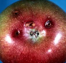We did not find results for: Plum Curculio Integrated Pest Management