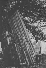 Image result for Terminalia sericea ×  trichopoda