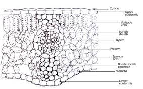 Check spelling or type a new query. Leaf Anatomy Google Search Fancy Letters Studying Inspo Late Birthday Wishes