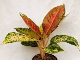 Crtl+f 1236 spiraeae spiraeae vanhouttei. Nama Nama Tanaman Hias Daun Lengkap Nama Latin Ciri Ciri Deskripsi
