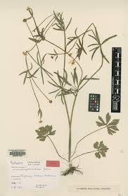 Image result for Ranunculus oreophytus