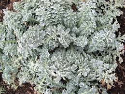 シルバー リーフ 図鑑