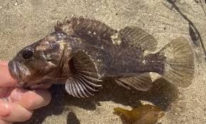 Image result for Sebaea junodii