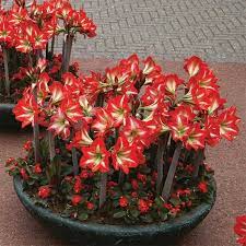 Pin On 0304 Gippeastrum Hippeastrum Amarillis Amaryllis