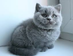 Ilovemycatsomuch Hashtag Instagram Posts Videos Stories On Picoji Com Cute Cats British Shorthair Cats British Shorthair Kittens