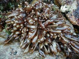 Image result for Stolzia heiligenthalii